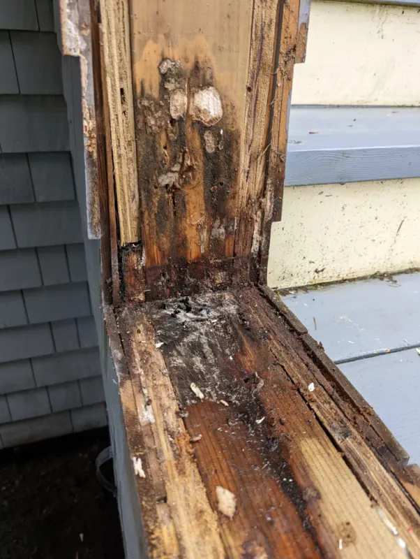 Rotten wood from excess moisture