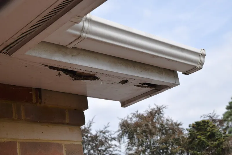A damaged soiled gutter.
