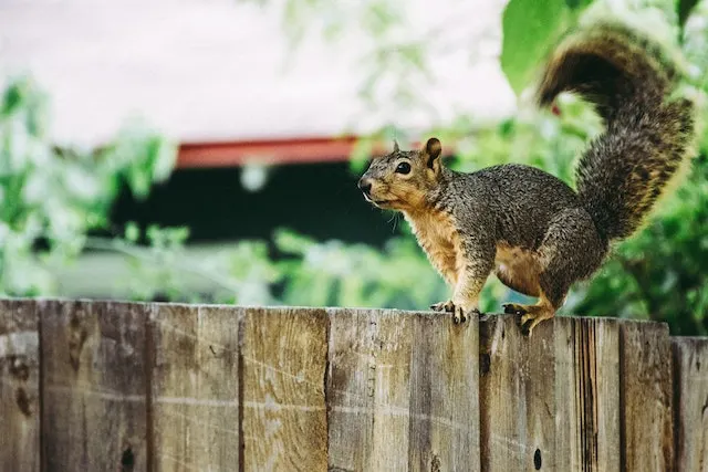 A brown squirrel on a wooden fence.