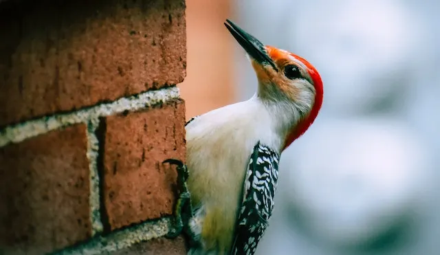 A woodpecker on a brick wall corner.