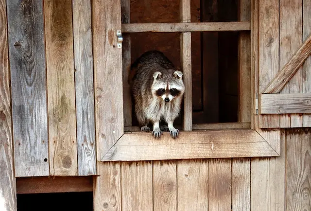 A racoon is sticks out the wooden window.