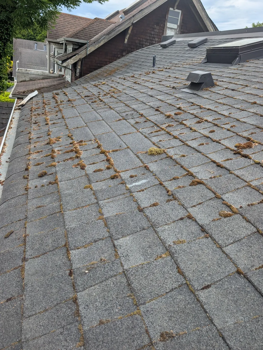 Moss-covered asphalt shingle roof on a Vancouver, BC duplex before exterior painting and maintenance work