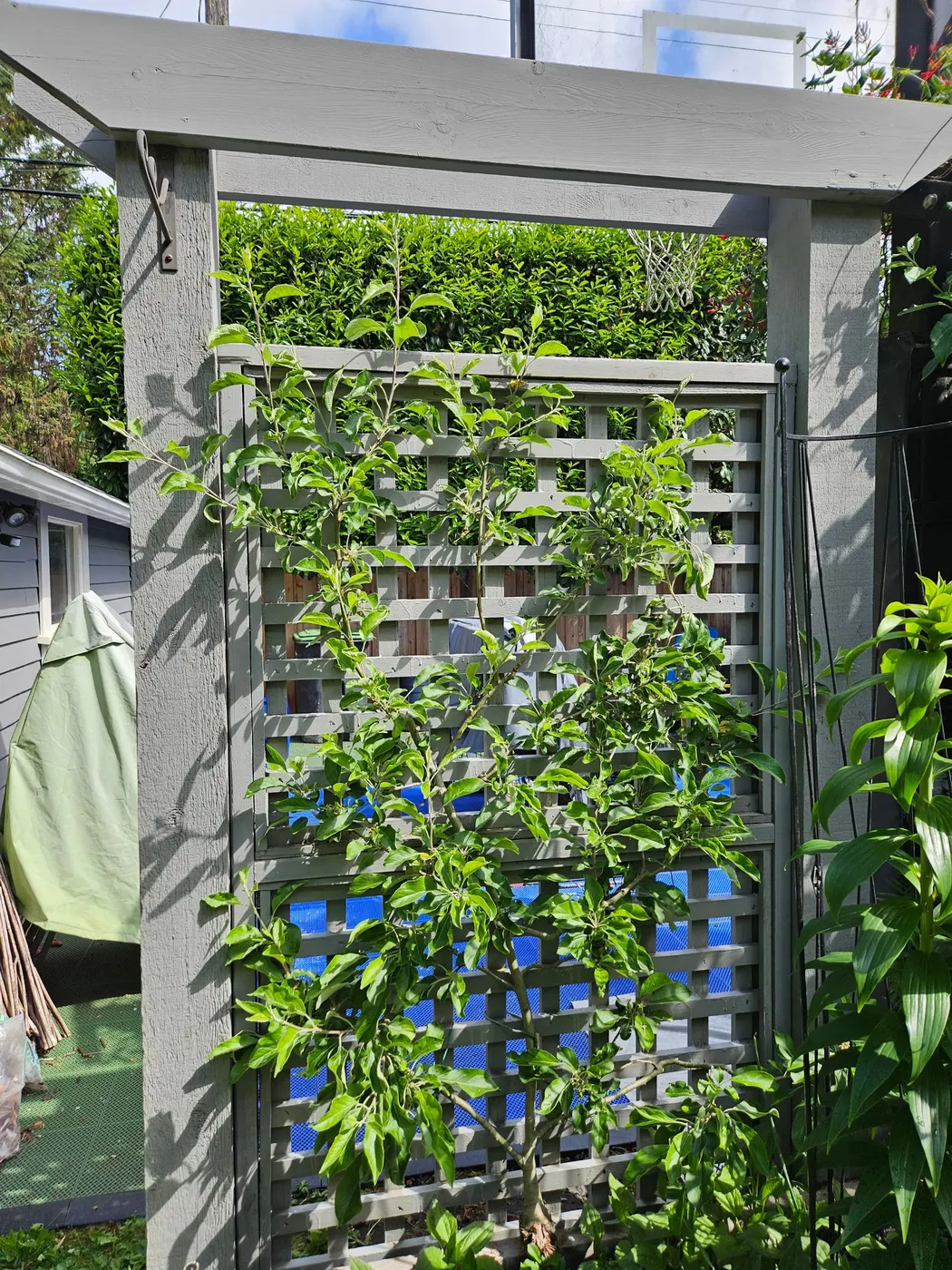 Painting crew working on a backyard gate and trellis with drop cloths and paint tray set up in Vancouver