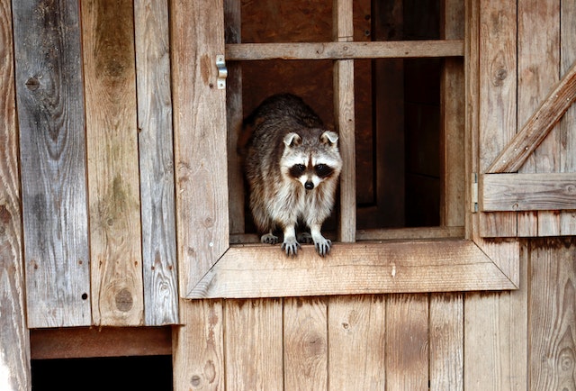 raccoons can ruin a house esterior